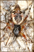<em>Cyclosa sierrae</em>