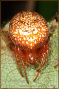<em>Araneus alsine</em>