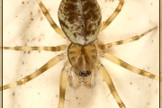 <em>Drapetisca socialis</em>