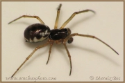 <em>Linyphia hortensis</em>