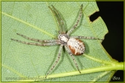 Genus <em>Philodromus</em>