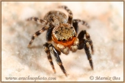 Genus <em>Euophrys</em>