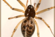 <em>Lepthyphantes leprosus</em>