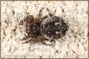 <em>Attulus pubescens</em>