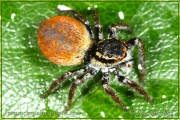 Genus <em>Carrhotus</em>