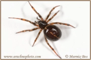 <em>Steatoda bipunctata</em>