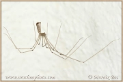 <em>Pholcus phalangioides</em>