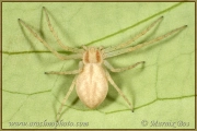 <em>Philodromus rufus</em>