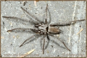 <em>Nomisia aussereri</em>