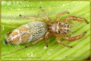 <em>Thyene phragmitigrada</em>