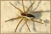 <em>Dolomedes fimbriatus</em>