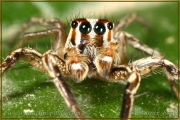 <em>Plexippus paykulli</em>