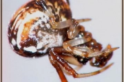 <em>Parasteatoda lunata</em>