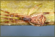 <em>Episinus angulatus</em>