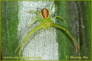 <em>Diaea dorsata</em>