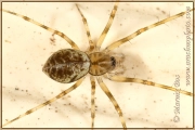 Genus <em>Drapetisca</em>