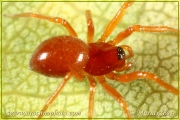 <em>Gonatium rubens</em>