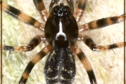 <em>Lepthyphantes minutus</em>