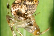 <em>Parasteatoda tepidariorum</em>