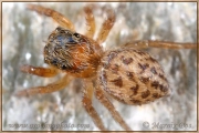 <em>Euophrys frontalis</em>