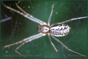 <em>Linyphia triangularis</em>
