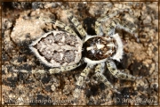 Genus <em>Menemerus</em>
