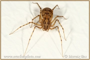 Genus <em>Scytodes</em>