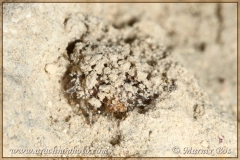 Gecamoufleerd woonspinsel; mannetje erin
