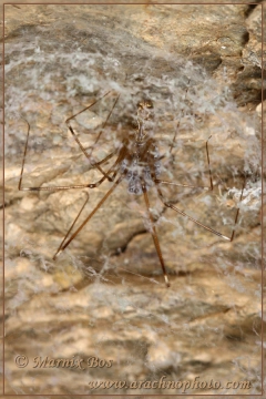 Female with egg sac in silken retreat