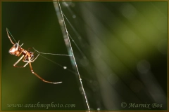 In web Argiope
