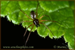 Male
