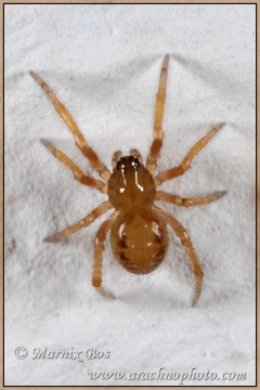 Juvenile