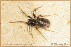 Female