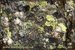 Gecamoufleerd tegen de rots