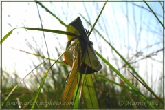 Silken retreat
