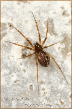 Female