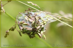 Silken retreat