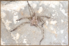 Subadult