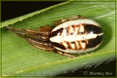 Female