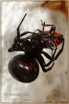 Female with bug