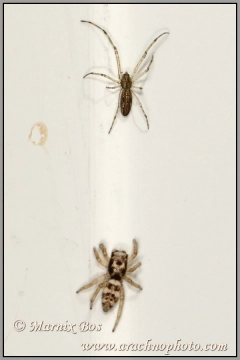 Besluipt een <em>Tetragnatha</em>