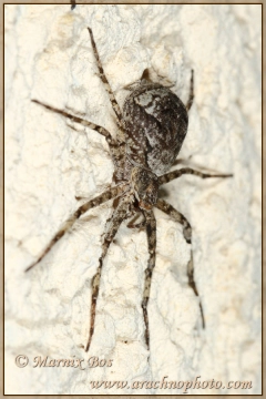 Female