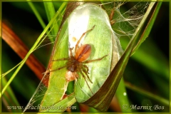 Female with egg sac
