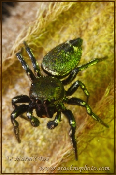Male