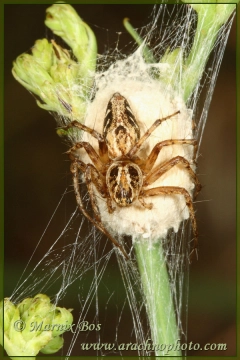 Vrouwtje met eihoopje
