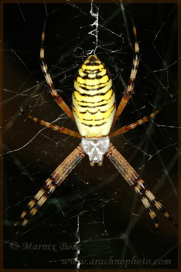 Genus <em>Argiope</em>