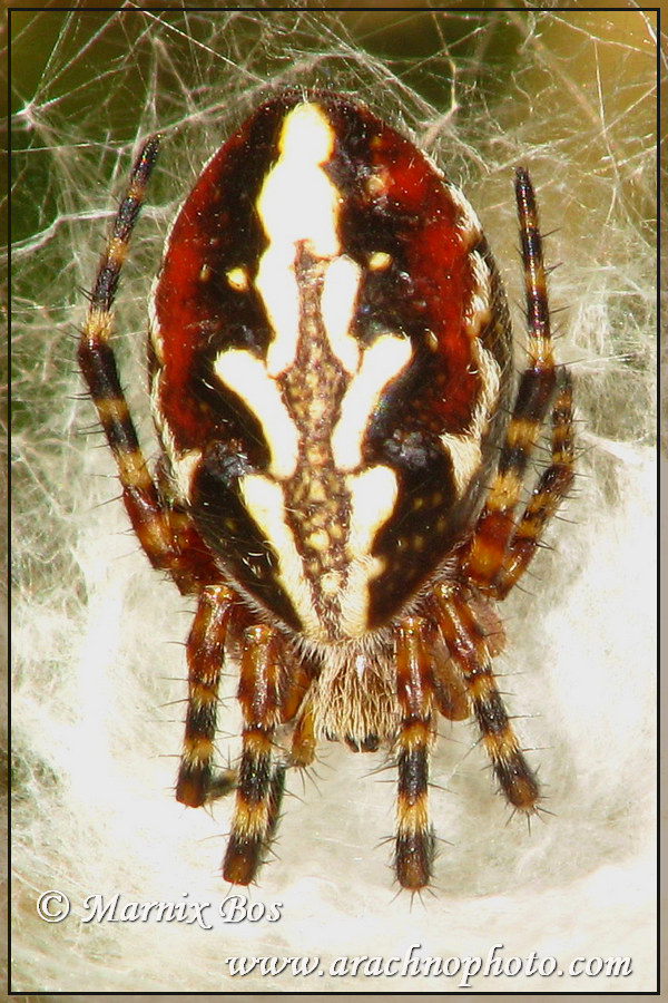 <em>Aculepeira armida</em>