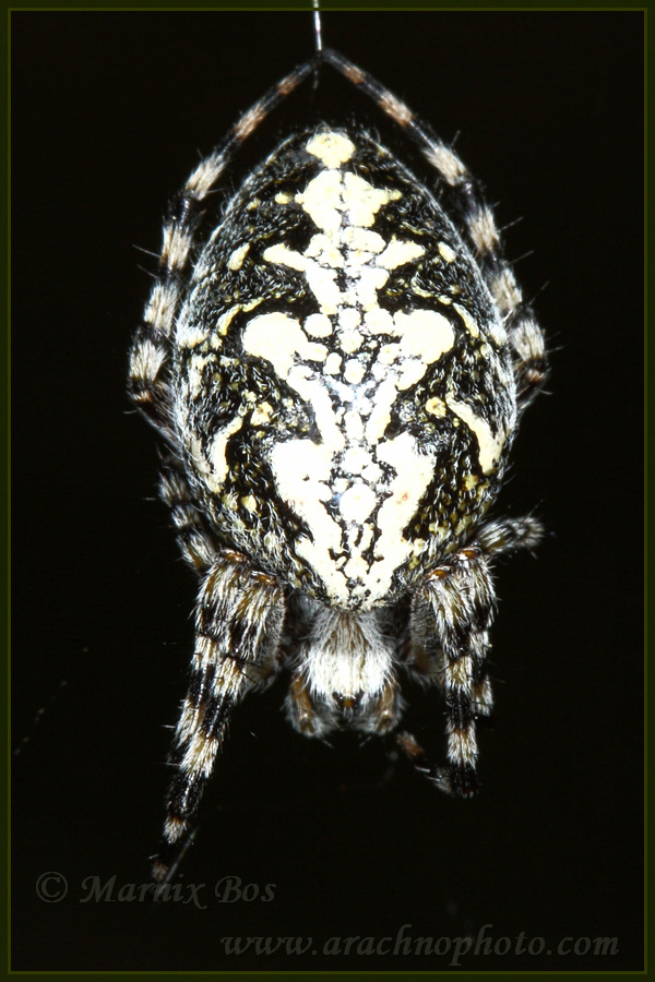 <em>Aculepeira carbonaria</em>