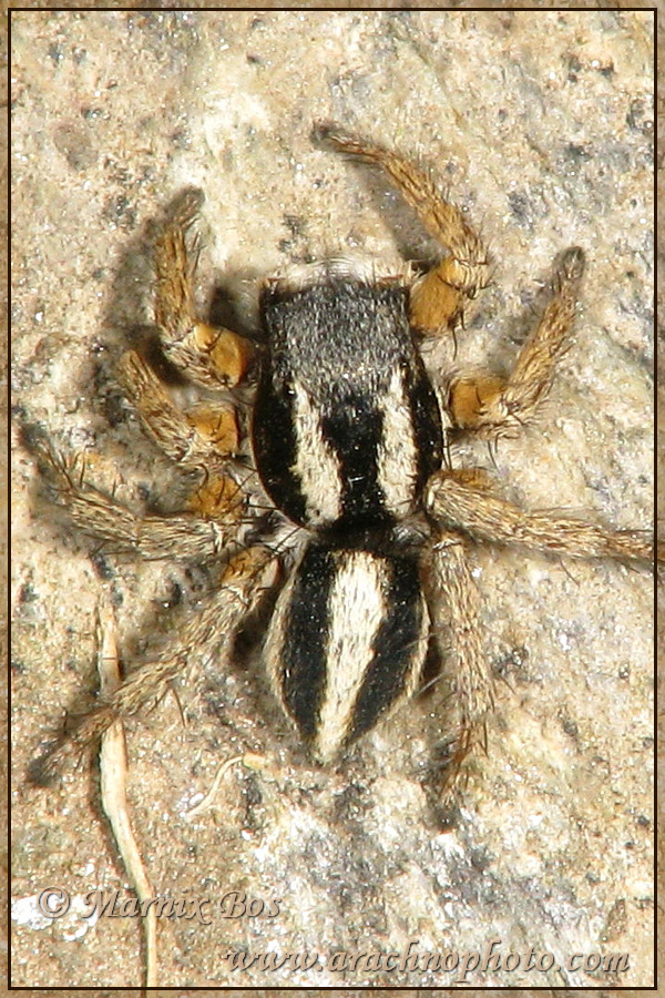 <em>Aelurillus luctuosus</em>