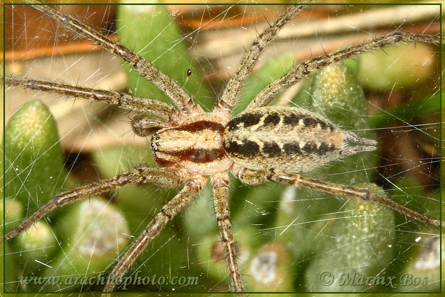 <em>Agelena labyrinthica</em>